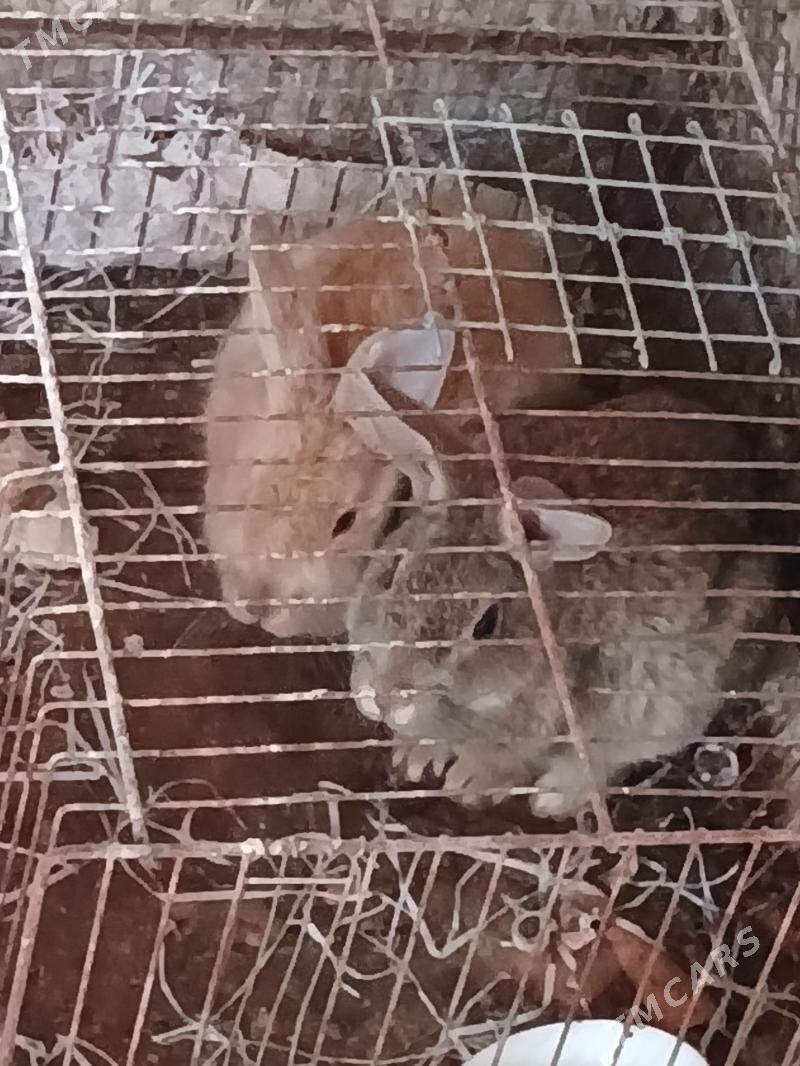 towsan - Çoganly - img 1