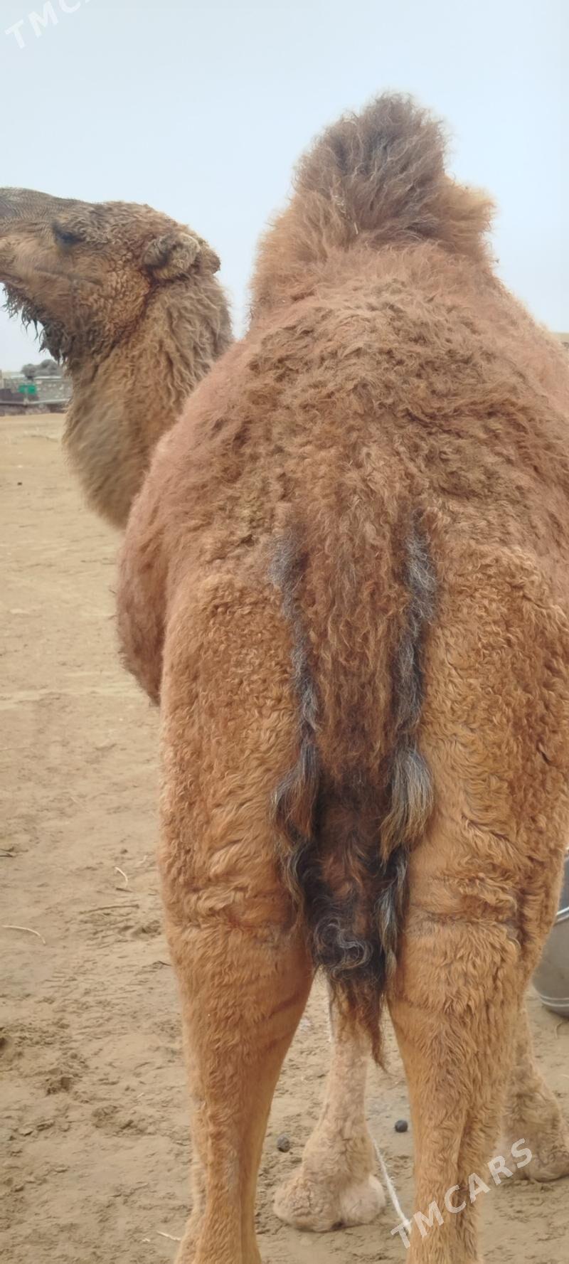 duye uly - Türkmenbaşy - img 1