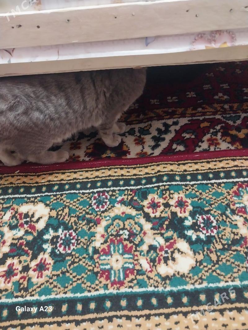 кошка  британская - Daşoguz - img 1