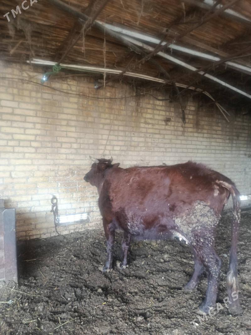 baklak sygyr - Чарджоу - img 1