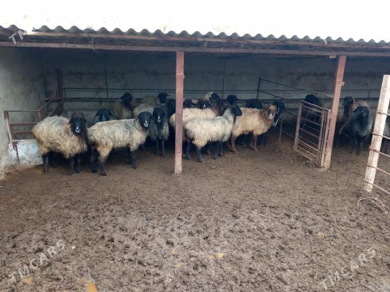 goýun - Bagyr - img 1