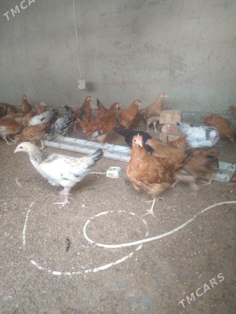 towuk juje - Гёкдепе - img 1