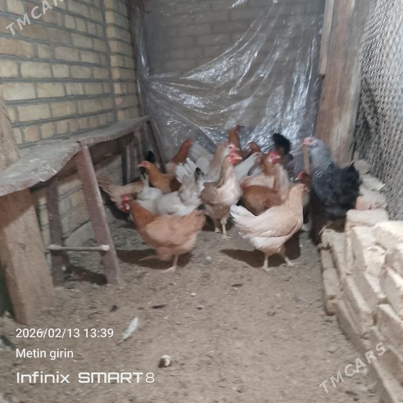 towuk arasaja - Mary - img 1