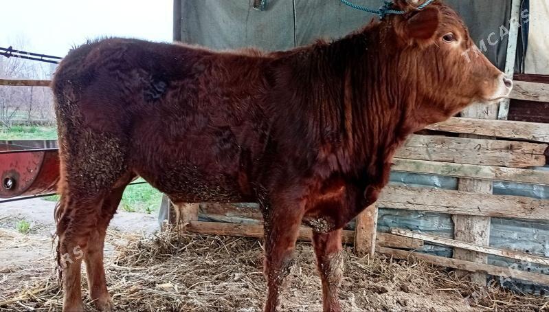 2 yaşan öküzler - Türkmenabat - img 1