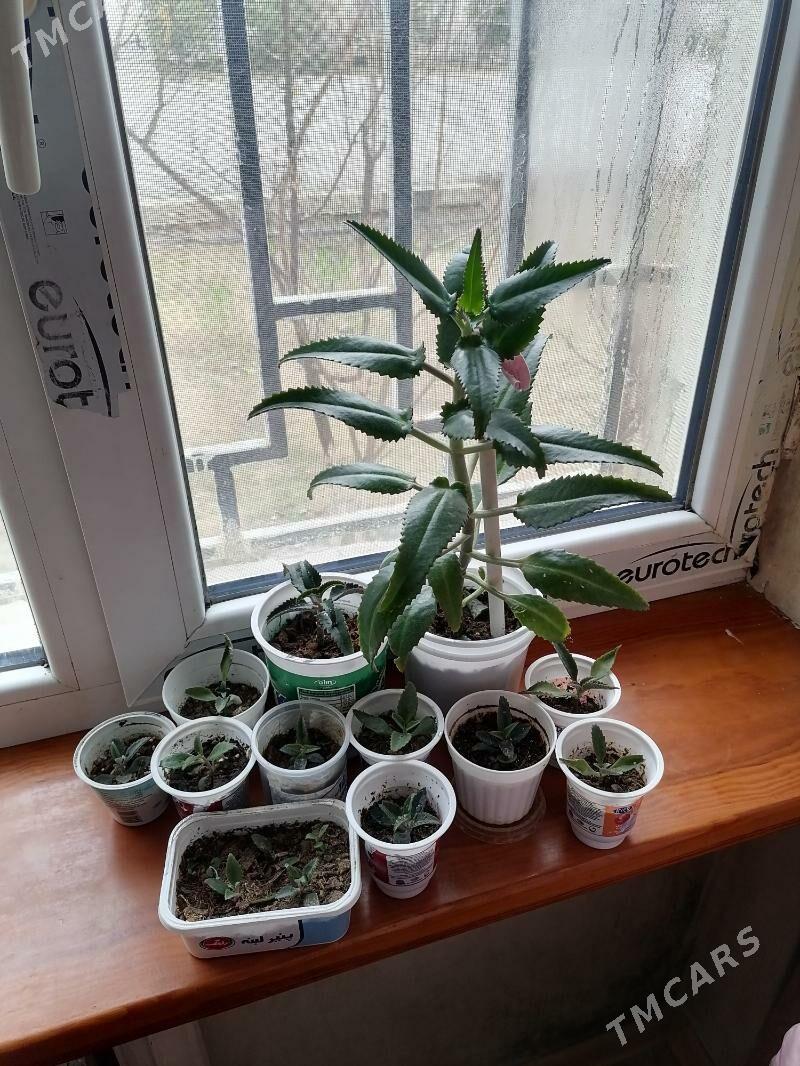 коланхоэ Дегремона - Ашхабад - img 1