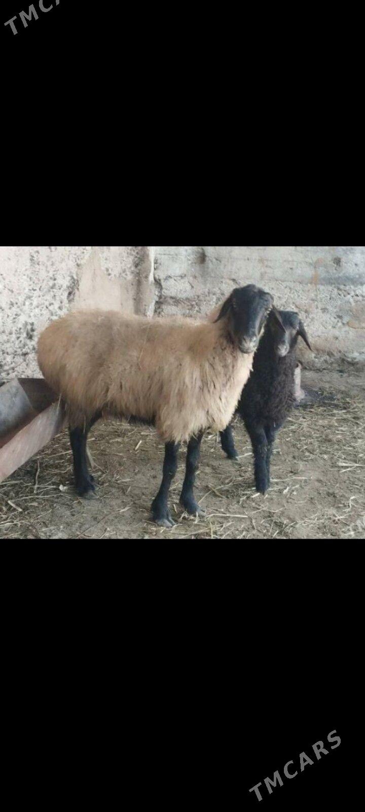 guzuly goyun - Aşgabat - img 1