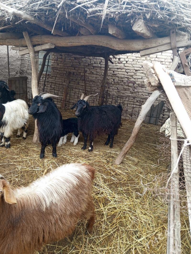 owlakly geci - Дянев - img 1