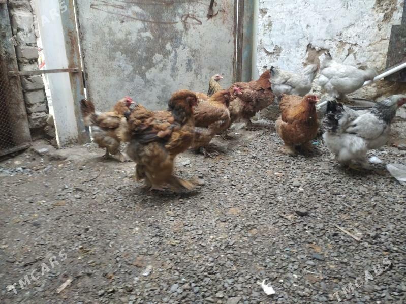 brama towuk - Кипджак - img 1