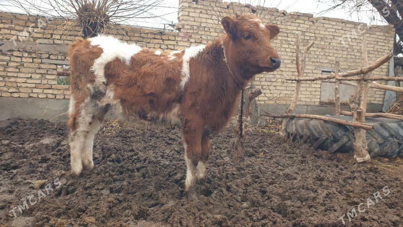 Satlyk gibrid unajyn - Sakar - img 1