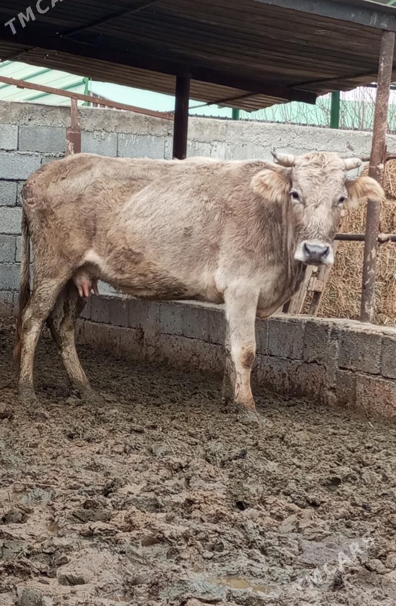 GYSYR SYGYR - Гёкдепе - img 1