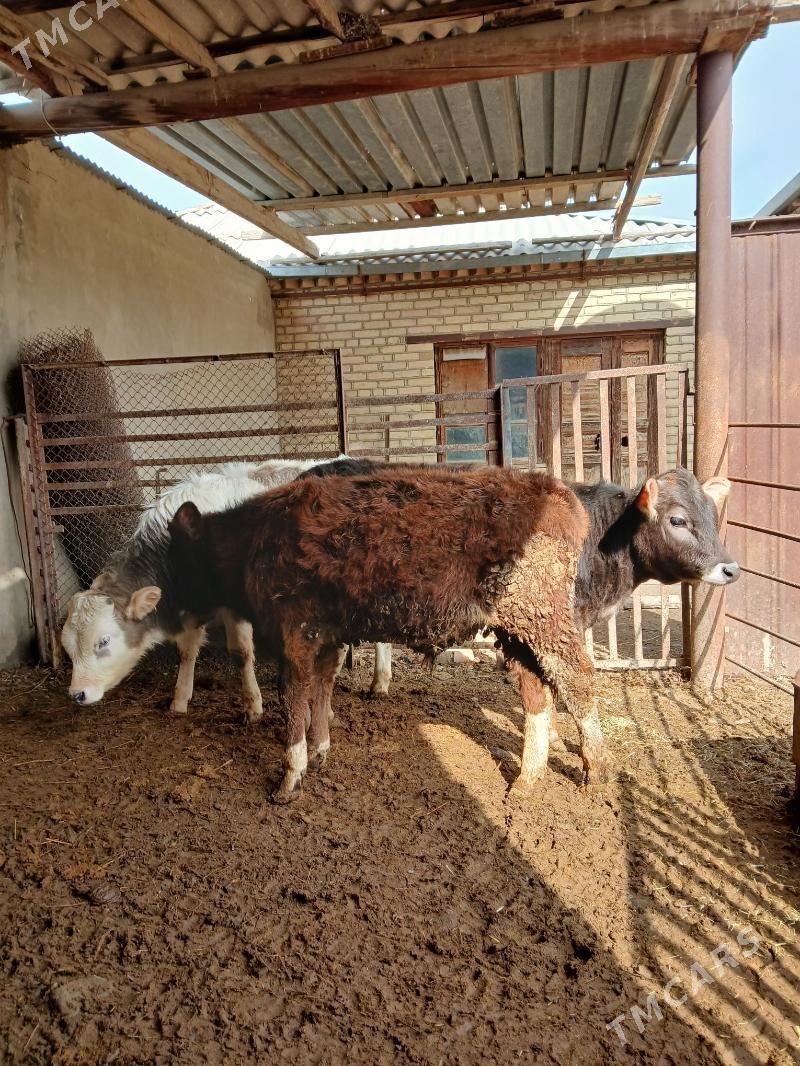 2 okuz 1tuwe - Бахарден - img 1