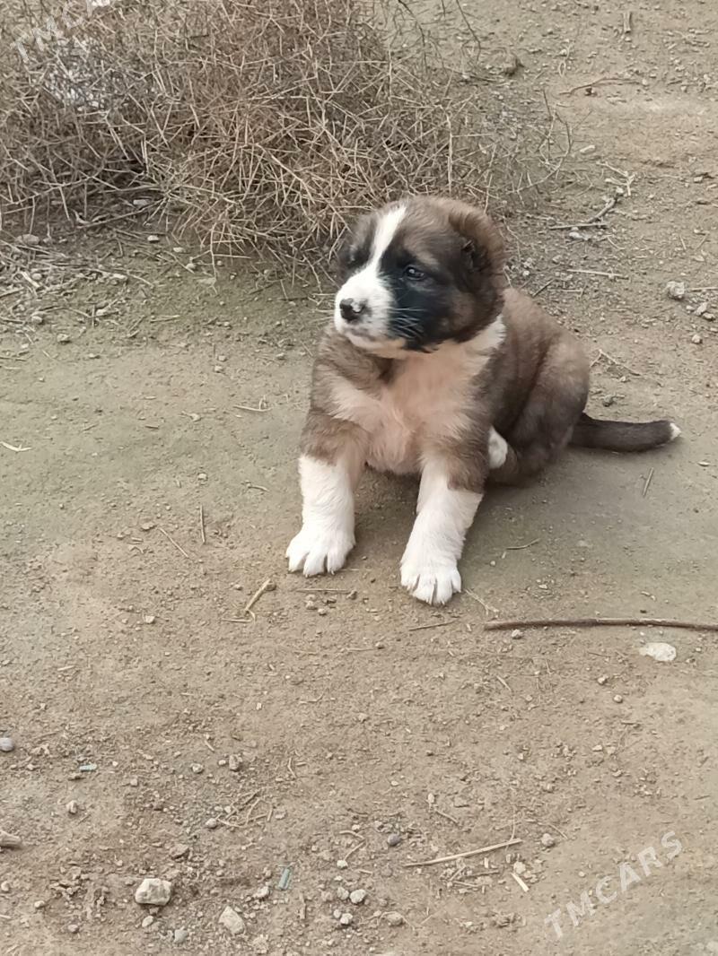 alabaý güjükler - Bagyr - img 1