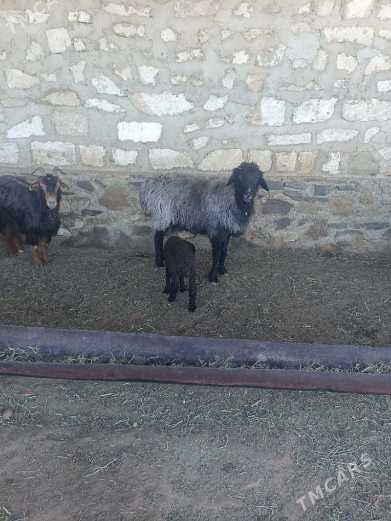 guzyly goyun - Берекет - img 1