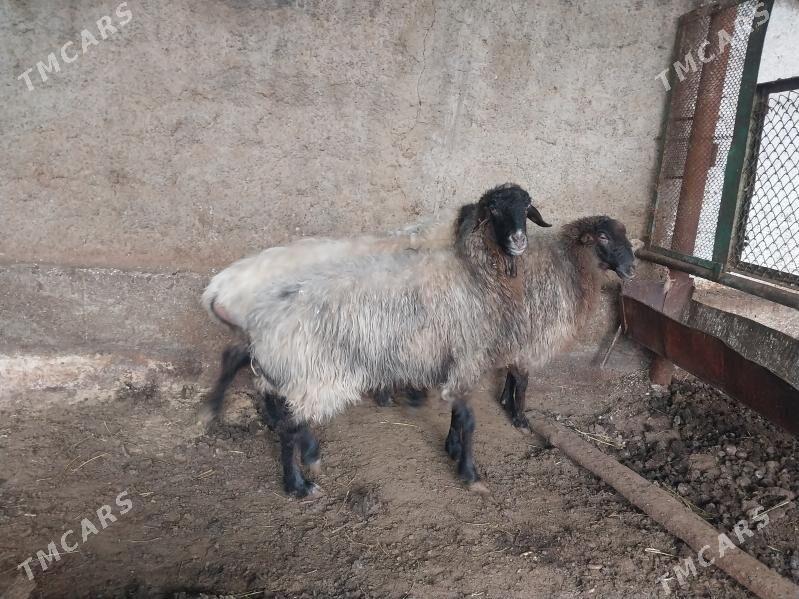 goyun - Чоганлы - img 1