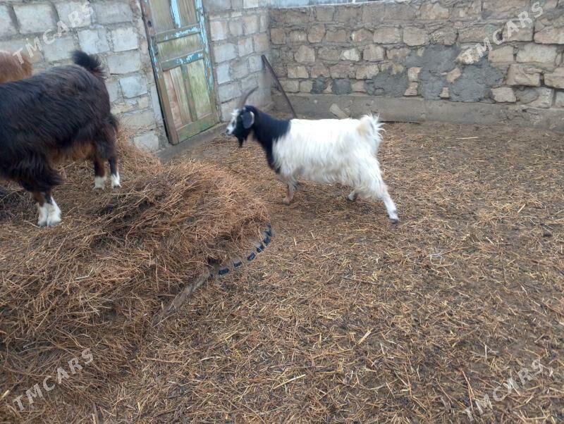 owlakly geçi - Esenguly - img 1