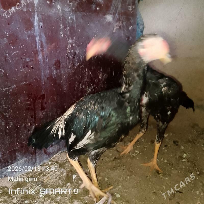 paroda jüjeler 5 aýlyk - Мары - img 1