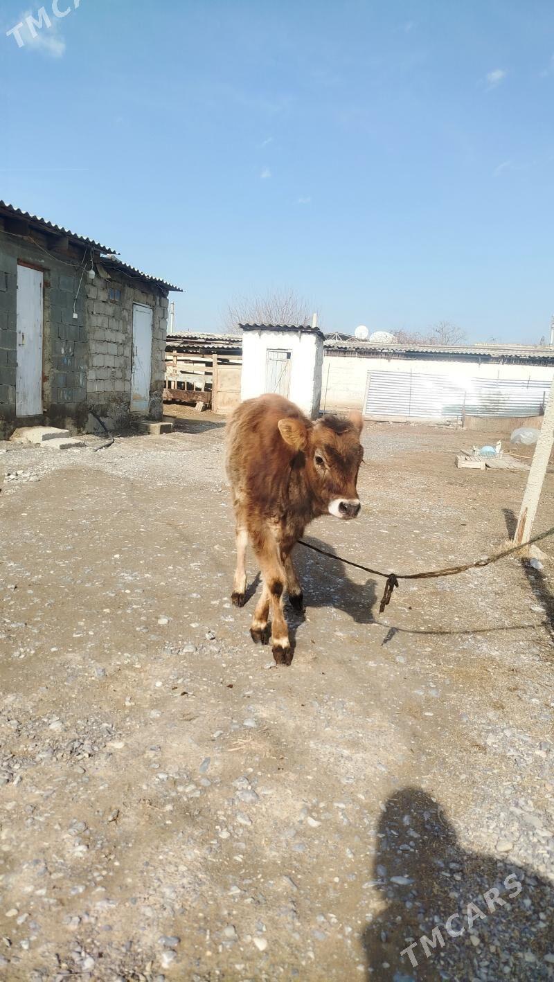 tuwe - Gökdepe - img 1