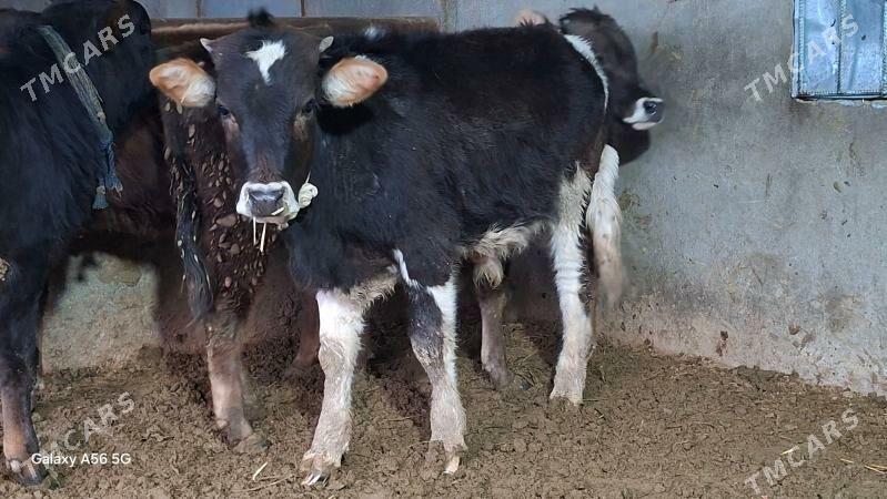 Gibrit okuzler - Büzmeýin - img 1