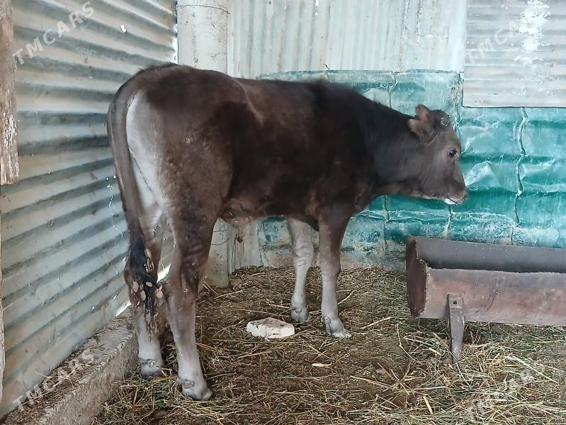 ÖKÜZ - Гёкдепе - img 1