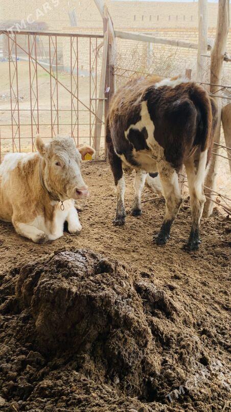 tatar Simintal - Saýat - img 1