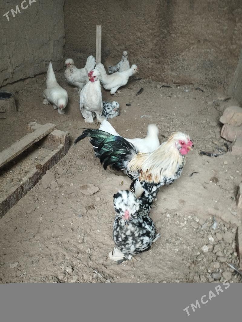 karlik yumyrtga - Теджен - img 1