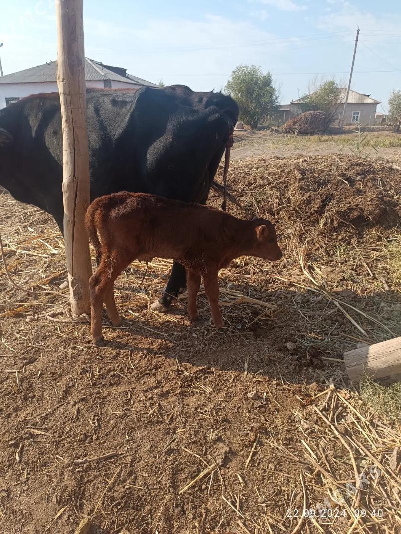 sygyr - етр. Туркменбаши - img 1