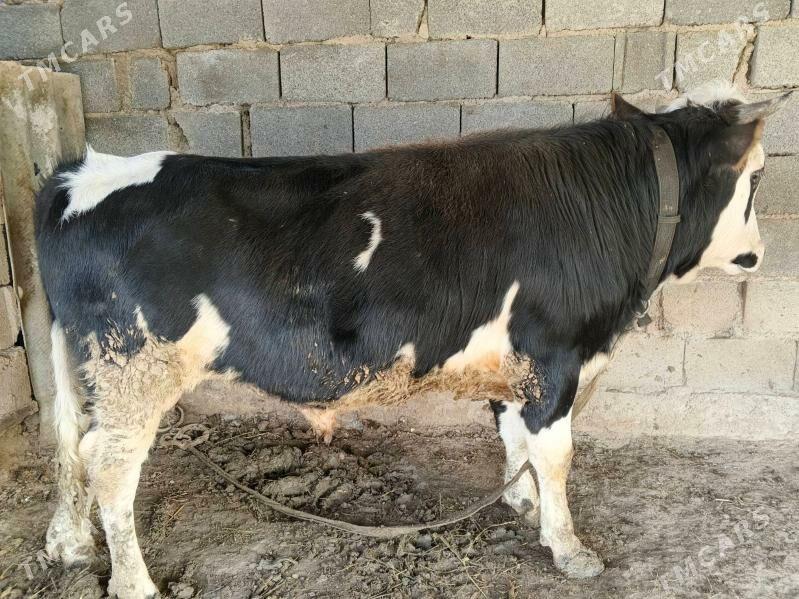 okuz - Gypjak - img 1