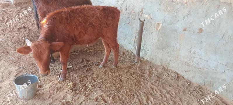 okizce - Мары - img 1