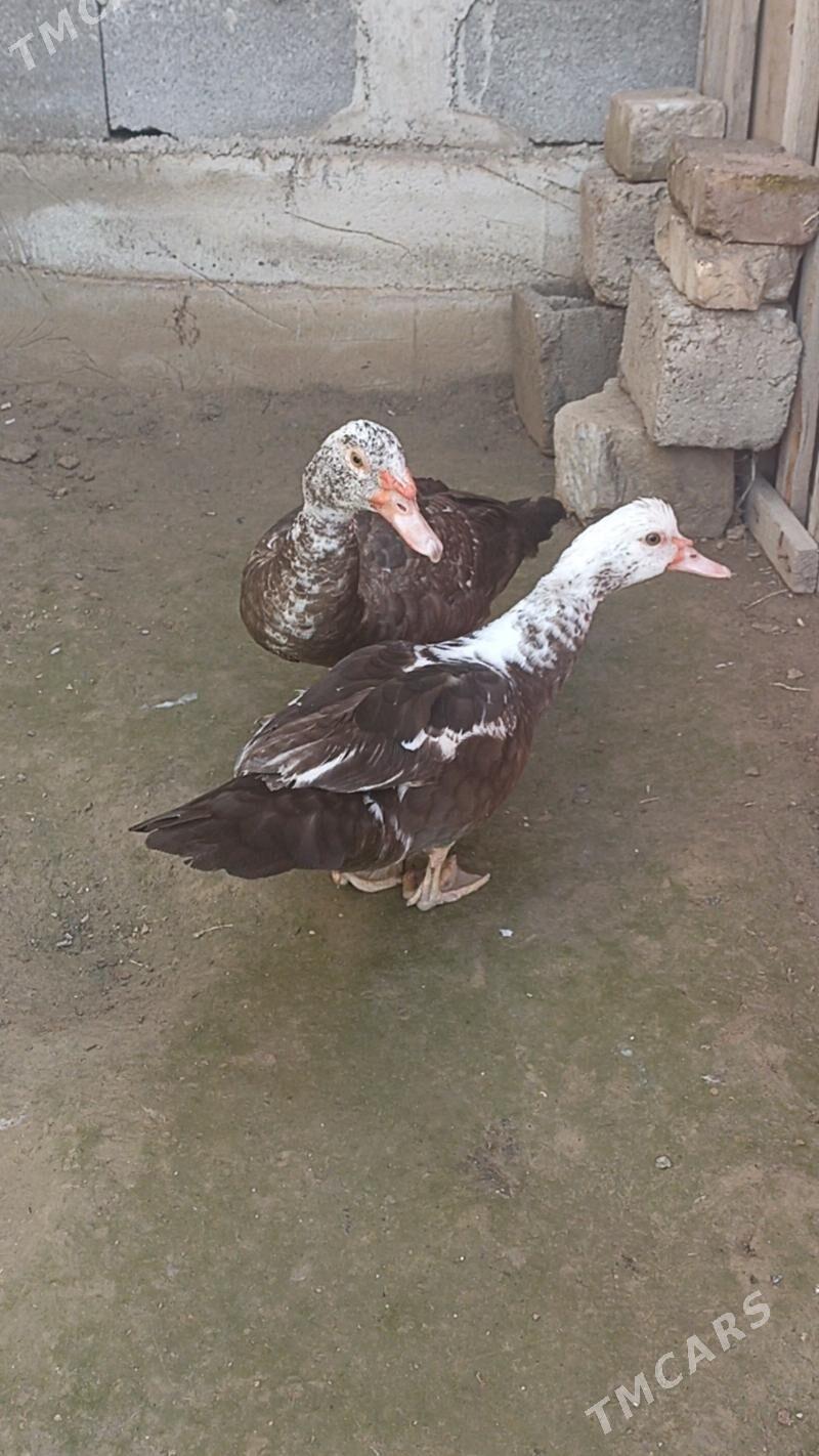 indawutga ordek - Aşgabat - img 1