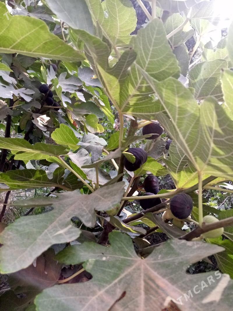 Gara İnjir - Мургап - img 1