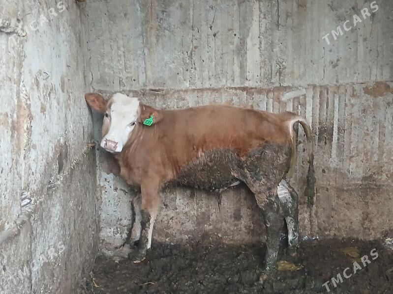 kelek simltan öküz - Büzmeýin - img 1