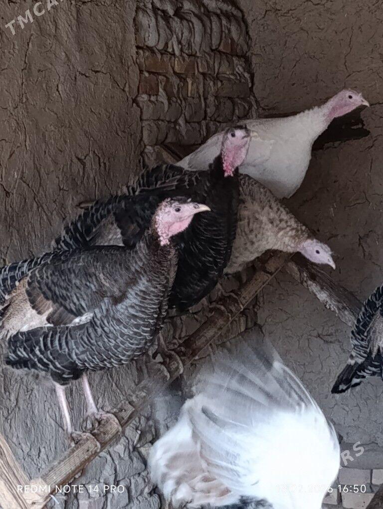 Indyuklar - Чарджоу - img 1