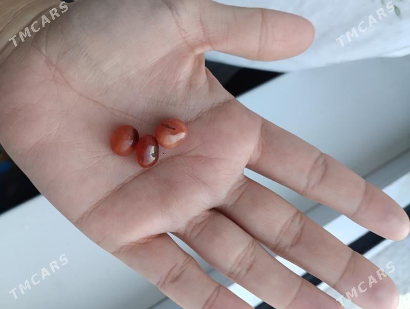 al monjuk buziterya - Ашхабад - img 1