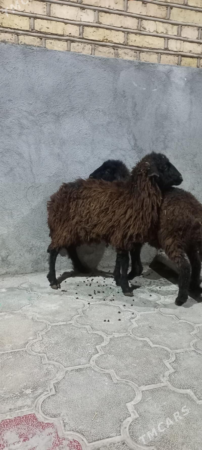 goyun garakol tokly - Aşgabat - img 1