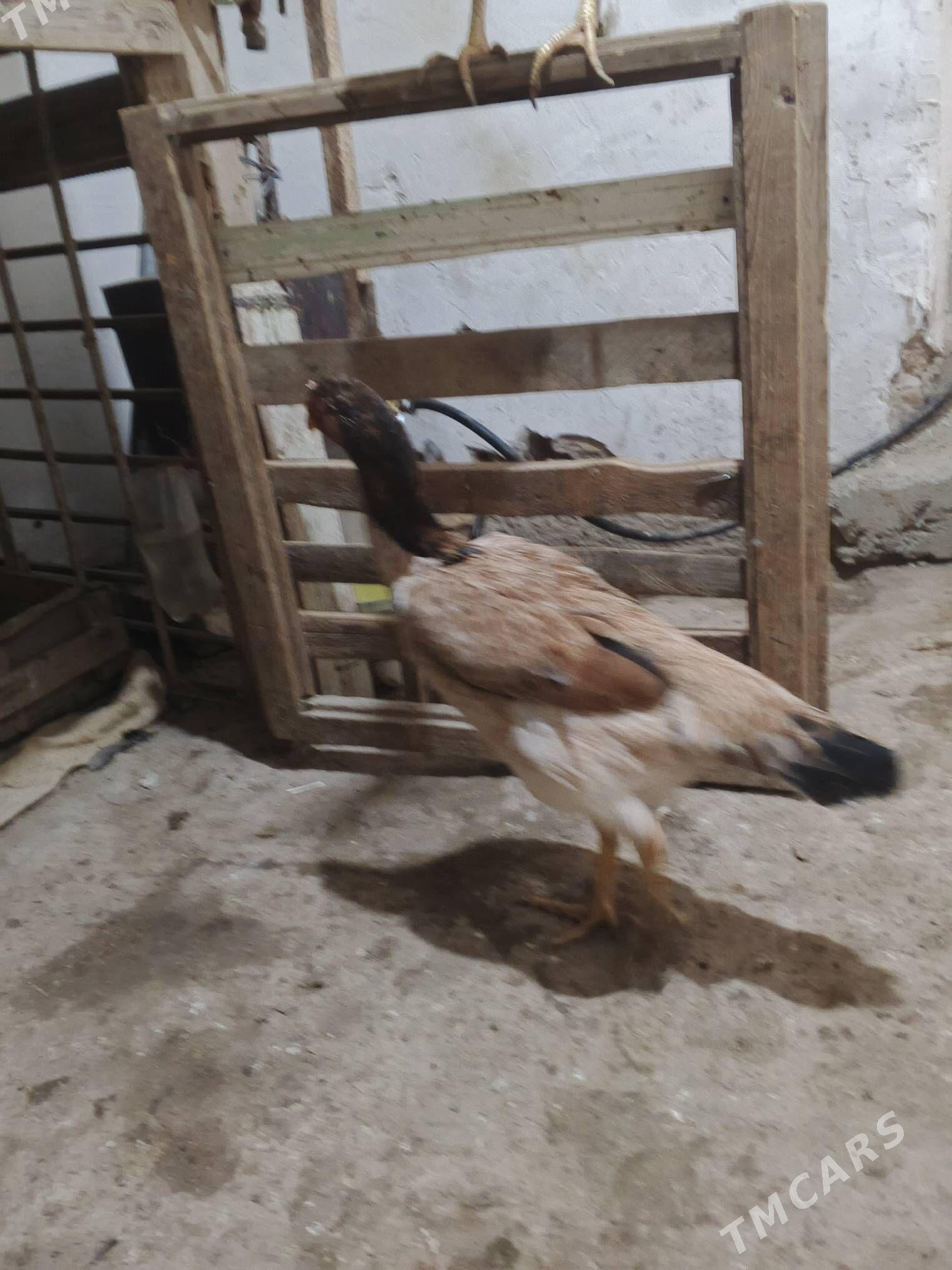 towuk paroda - Дашогуз - img 1