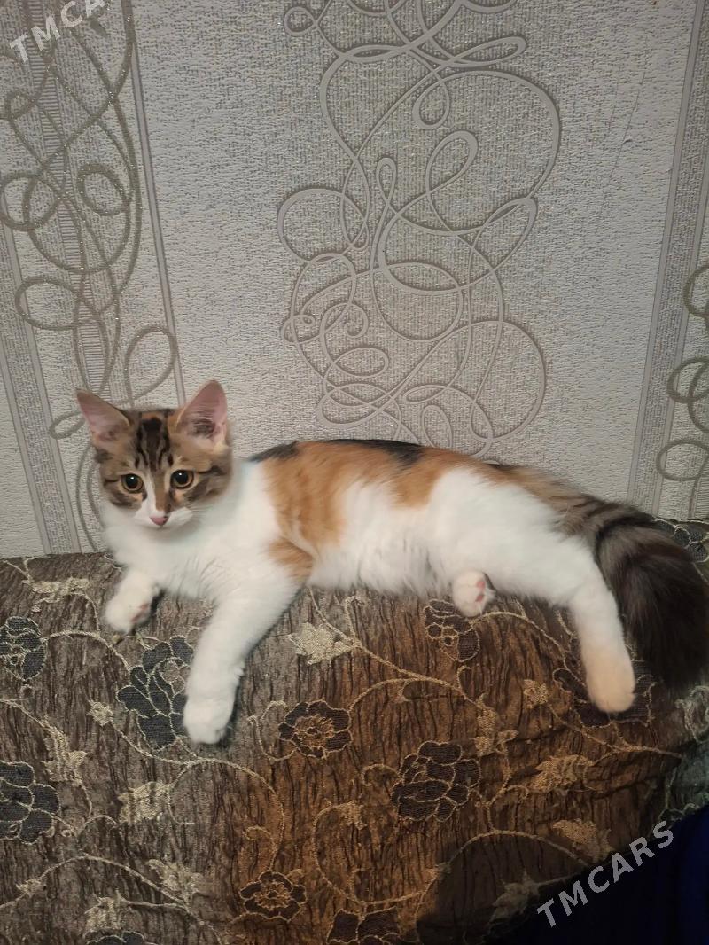 отдам в добрые руки - Aşgabat - img 1