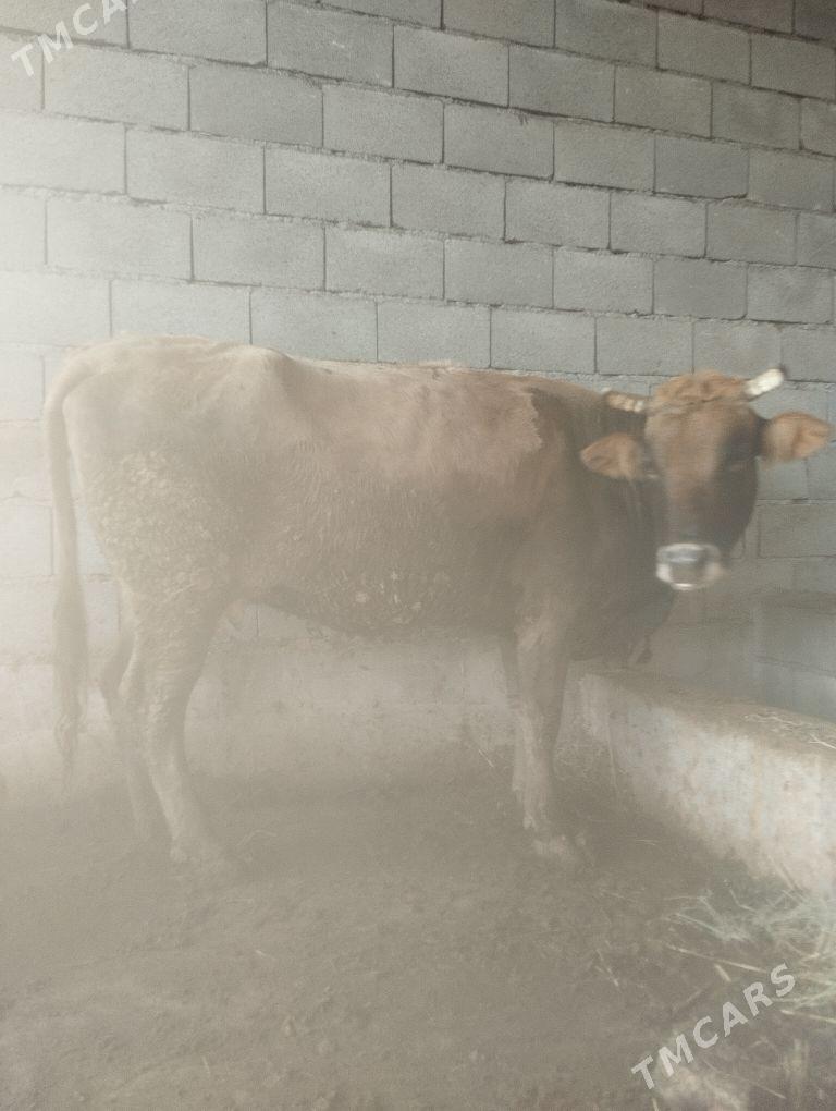 Boğaz sygyr - Bäherden - img 1