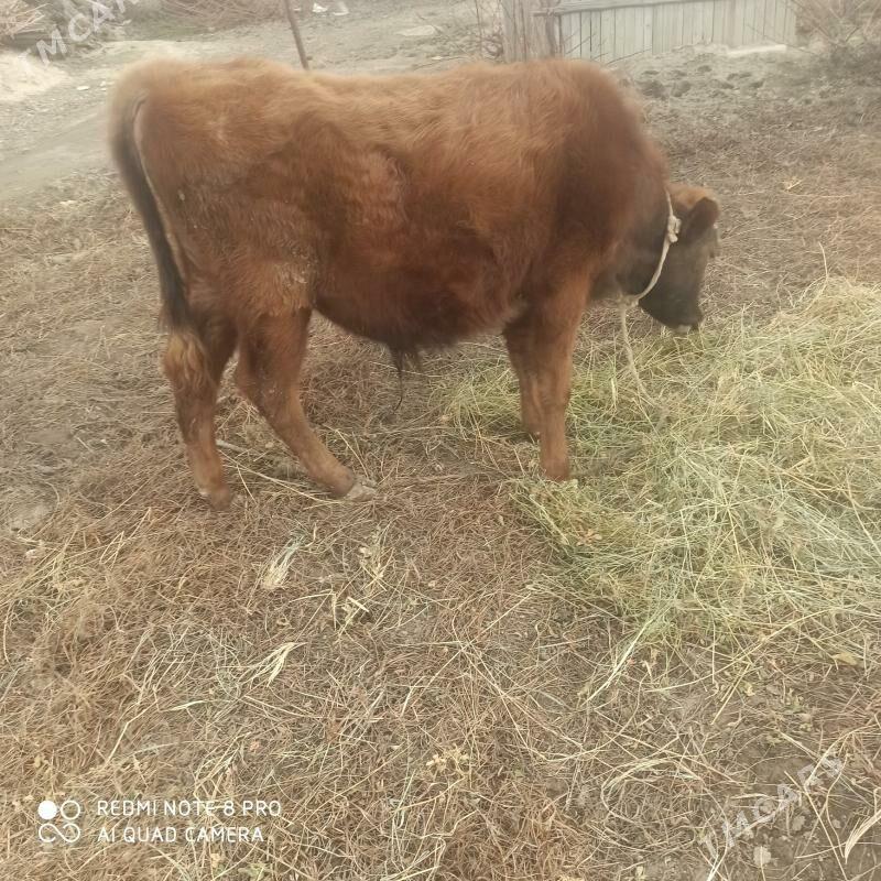 şwes öküz - Гёкдепе - img 1