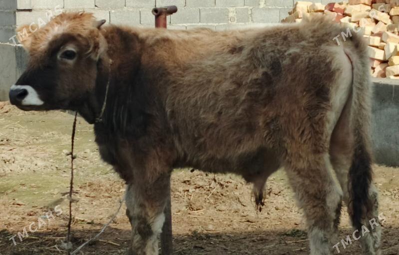 Öküz - Bäherden - img 1