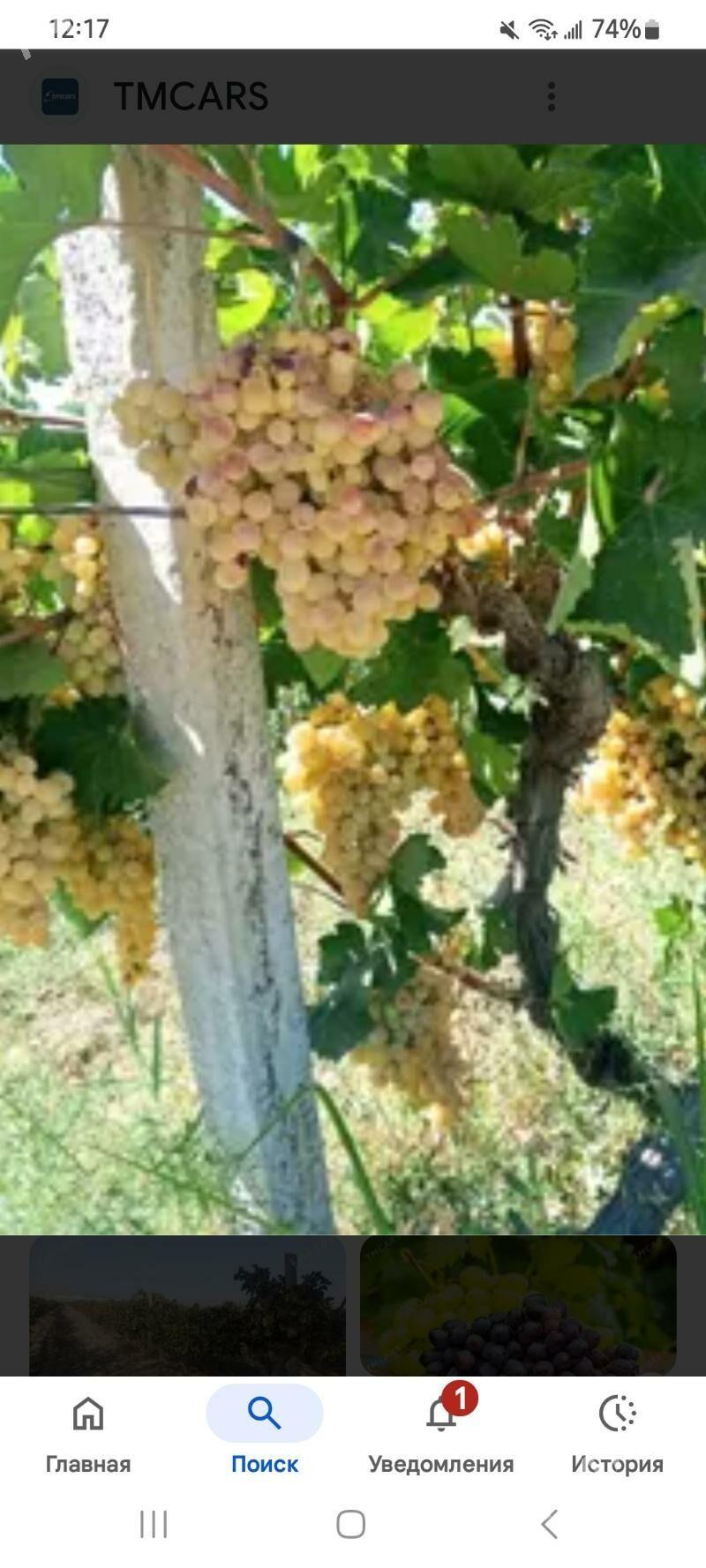 Üzüm Gekdar - Gökdepe - img 1