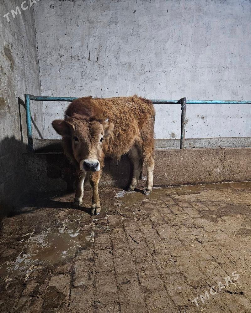 okuz - Gökdepe - img 1