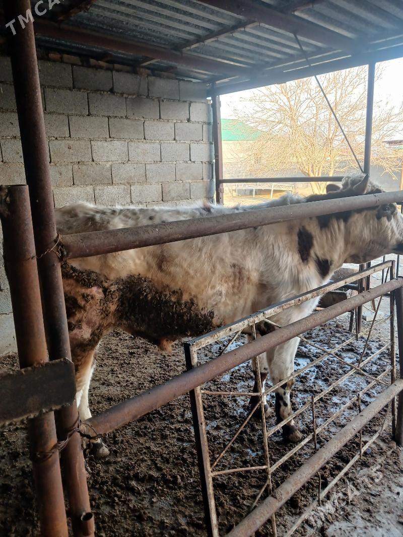 okuz - Bäherden - img 1