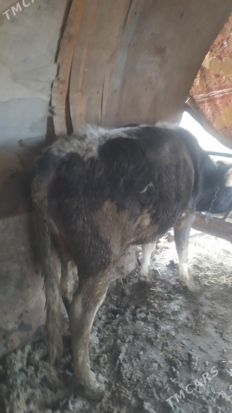 öküz - Gyzylarbat - img 1