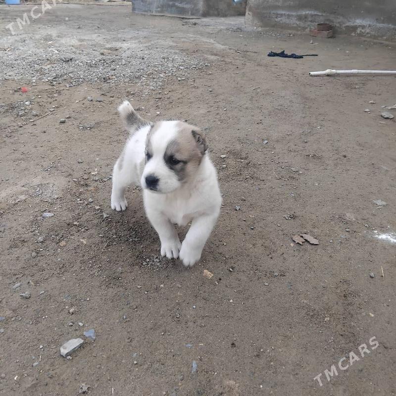 alabay - Mary - img 1