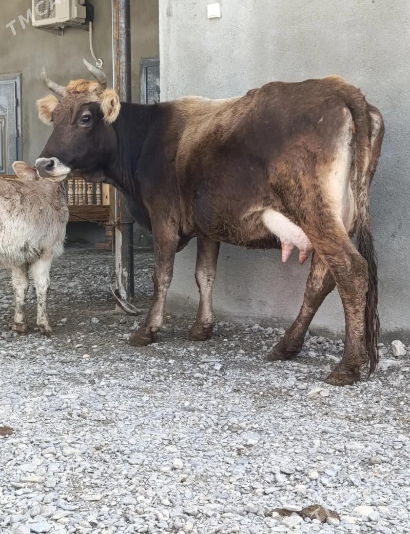 GÖLELI SYGYR - Гёкдепе - img 1