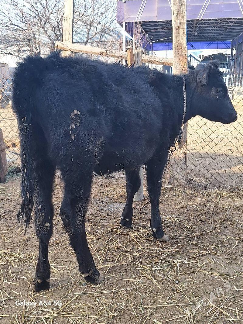 Gibrit tohum tuwe - Гёкдепе - img 1