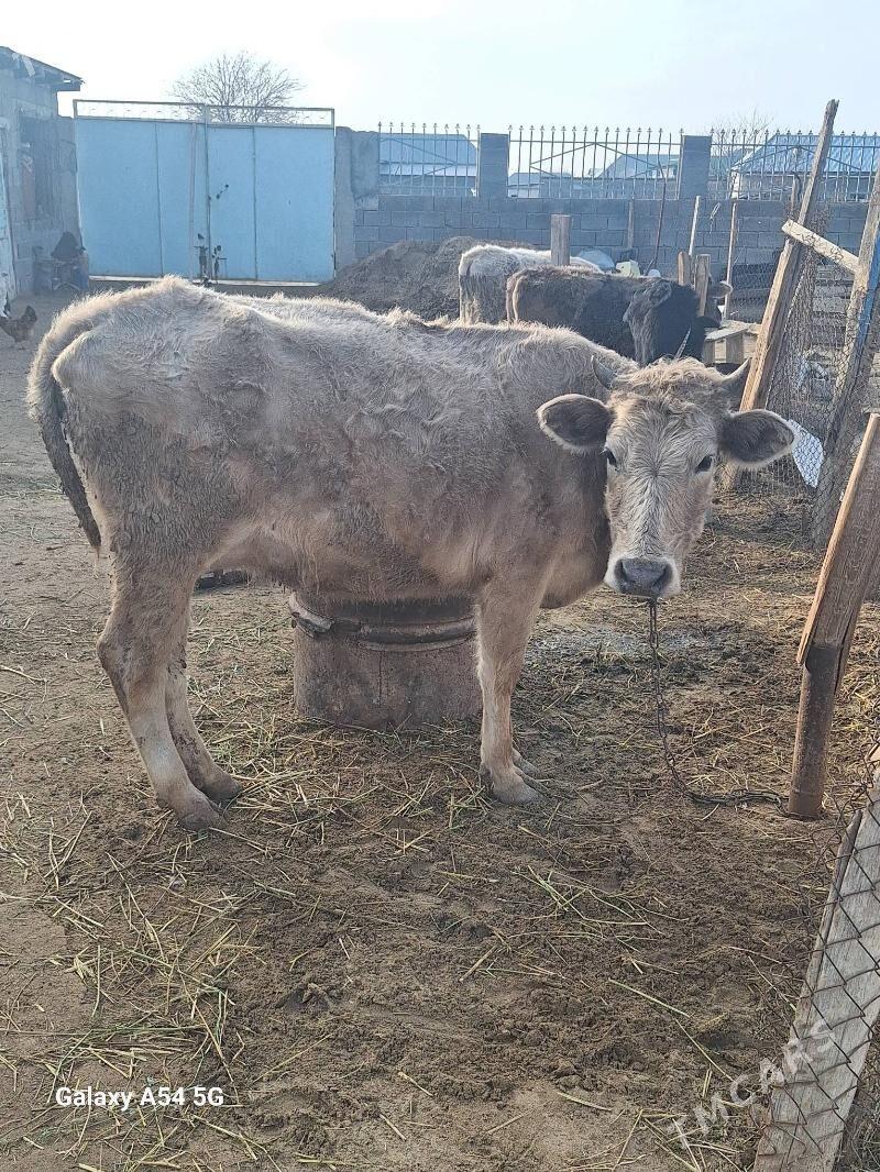 siwes sygyr - Гёкдепе - img 1