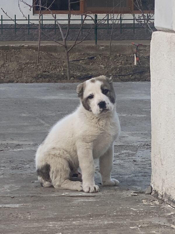 Alabay it - Aşgabat - img 1