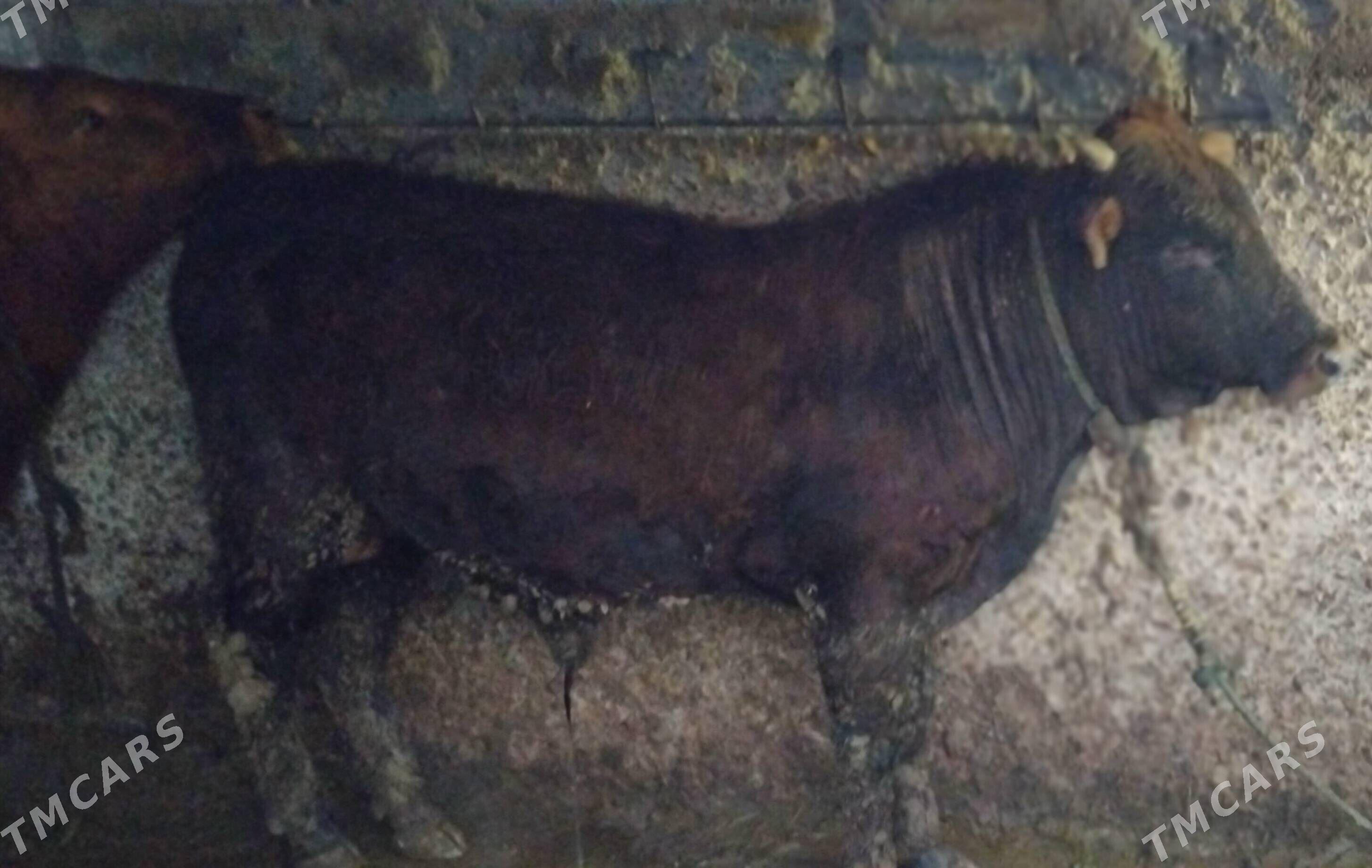 öküz - Çoganly - img 1