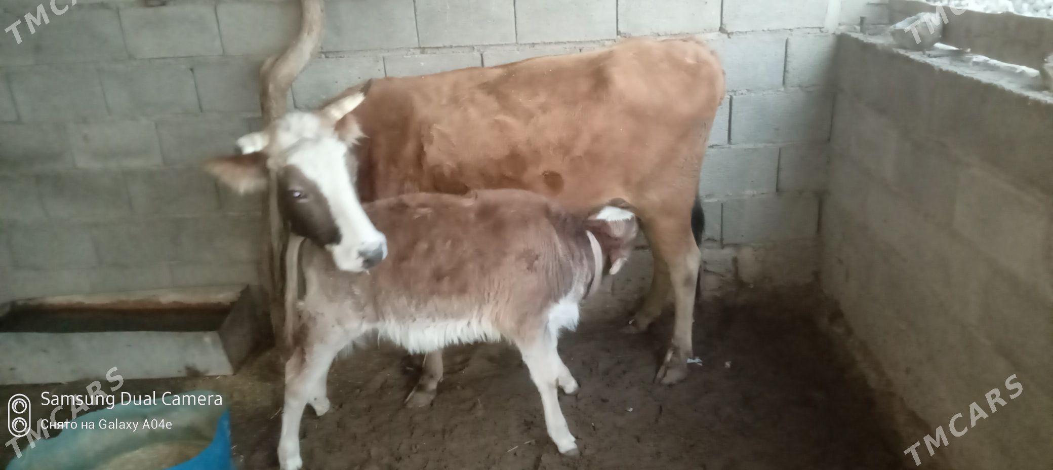 goleli.sygyr - Балканабат - img 1